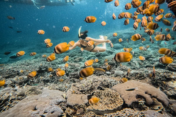 Drift Snorkeling at Mangrove Point